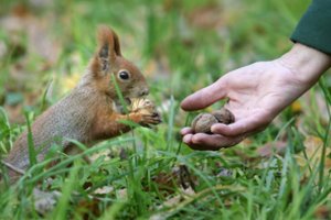 Policija per reidą aptiko nuo narkotikų apsvaigusią „kovinę voverę“