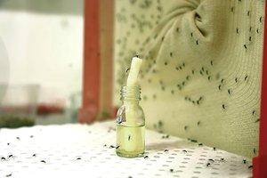 Kovai su uodais lenkai pasitelks net karo aviaciją