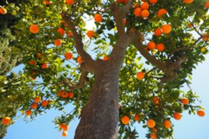 Šiltėjantis klimatas keičia sodininkų įpročius: obuolius keis apelsinai