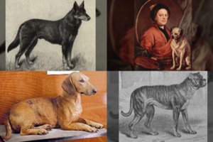 Šunų veislių pokyčiai bėgant metams pribloškia – atrodė visai kitaip