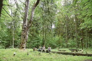 Radinys miške prie Kauno stebina praeivius