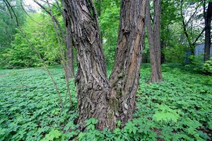 Miško žemės pardavėjams – nauji draudimai 