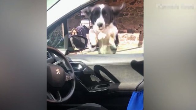 Šuns poelgis pamačius šeimininkę automobilyje tapo interneto sensacija
