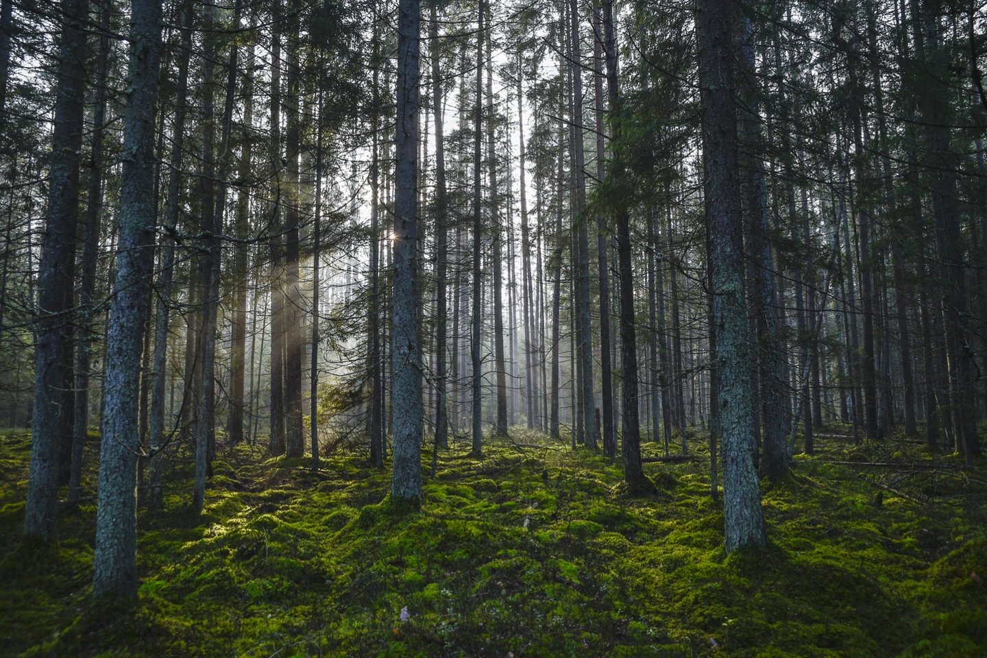 Miško žemę norintiems parduoti savininkams Seimas grasina naujais apribojimais.<br>V.Ščiavinsko nuotr.