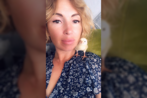 Gintarė Karaliūnaitė prašo pagalbos: ieško viščiukui naujų namų