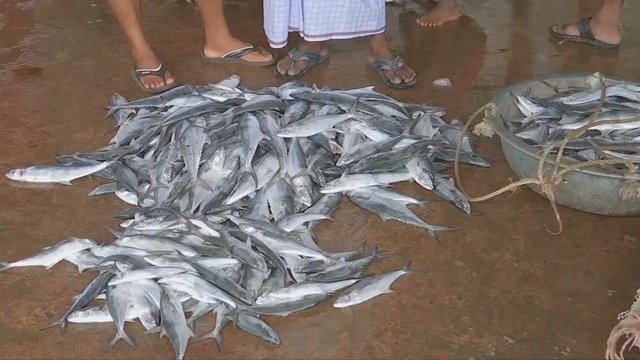Katastrofiškai mažėjant žuvų skaičiui uždraudė žvejoti