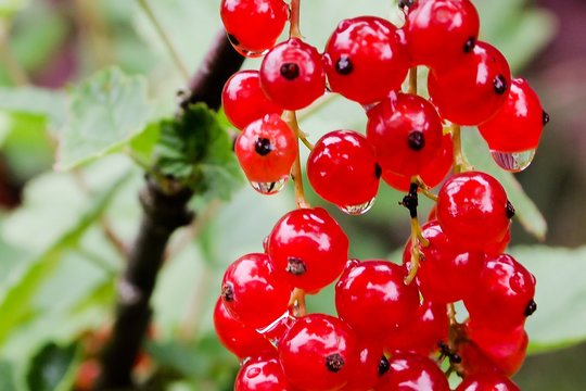 Auksinė taisyklė: nuskynei uogas – ir genėk krūmą