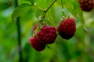 Tikras šeimininkas po sodą vaikštinėja su užrašais