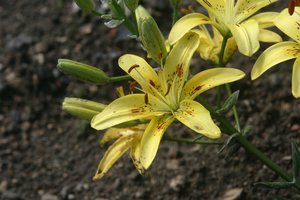 Lelijas dauginti sugeba tik atkakliausi gėlininkai