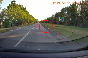 Šiaulių pareigūnus nustebinęs gandras tapo interneto sensacija: siūlo imti pavyzdį