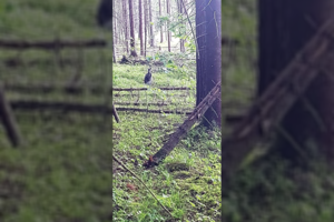 Rokiškio r. chuliganų akmenimis apmėtyta kengūra rasta po kelių dienų