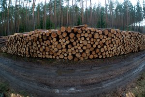 K. Mažeika: smulkūs miškų savininkai 5 proc. mokesčio nemokės