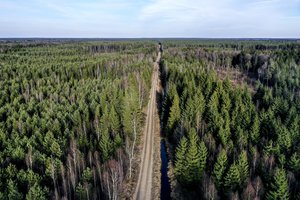 Teismas iš naujo turės spręsti ginčą dėl padidintos miškų kirtimo normos
