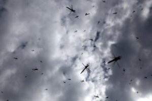 Nemaloni kaimynystė: skelbiam kovą skraidantiems ir ropojantiems vabzdžiais