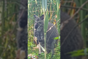 Kengūriukas Rokiškio r. neišgyveno: mirtini smūgiai galėjo būti suduoti beisbolo lazda