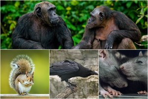 Protingiausi gyvūnai pasaulyje – kai kurie jus tikrai nustebins