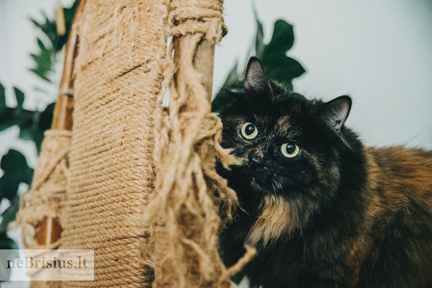 „Šiuo metu Kisa – įspūdingai graži, pūkuota katė, turinti laukinį žalsvų akių žvilgsnį“, – paskojo Anželika.<br>G.Kniežaitės-Novikovienės nuotr.