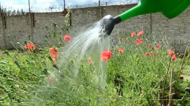Ūkiškumas Pravieniškių pataisos namuose: už vandenį moka, o laisto gruntą