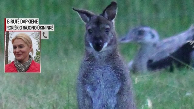 Nesuvokiamas žiaurumas: įtariama, kad kengūriukas buvo talžomas lazdomis