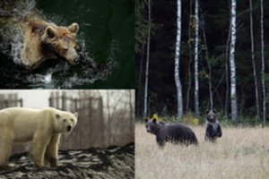 Klajūnės meškos vis dažniau atklysta į gatves – žmones puola iš pasalų