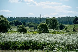 Ketinama sukurti interaktyvų žemėlapį kovai su Sosnovskio barščiais