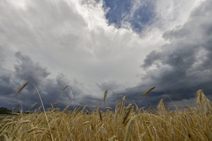 Jau galima teikti paraiškas žemės ūkio produktų perdirbimui