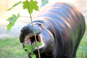 Kauno zoologijos sode – geros permainos: pradedama statyti veterinarijos gydykla