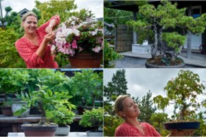 Patarimai iš japoniško sodo: kaip prižiūrėti bonsai medelius, kad jie gyvuotų šimtmečius