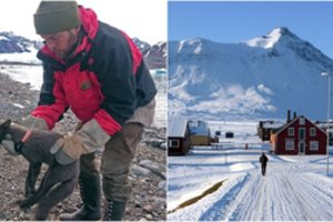 Arktinė lapė nustebino tyrėjus: per du mėnesius įveikė neįtikėtiną atstumą