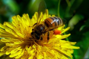 Ištyrė, kaip per Saulės užtemimą elgiasi bitės: skirtumai akivaizdūs
