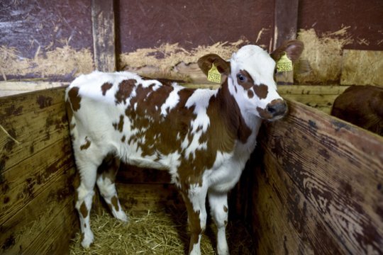  Lenkijos valdžios populiarumo siekis jau tapo pašaipų objektu 