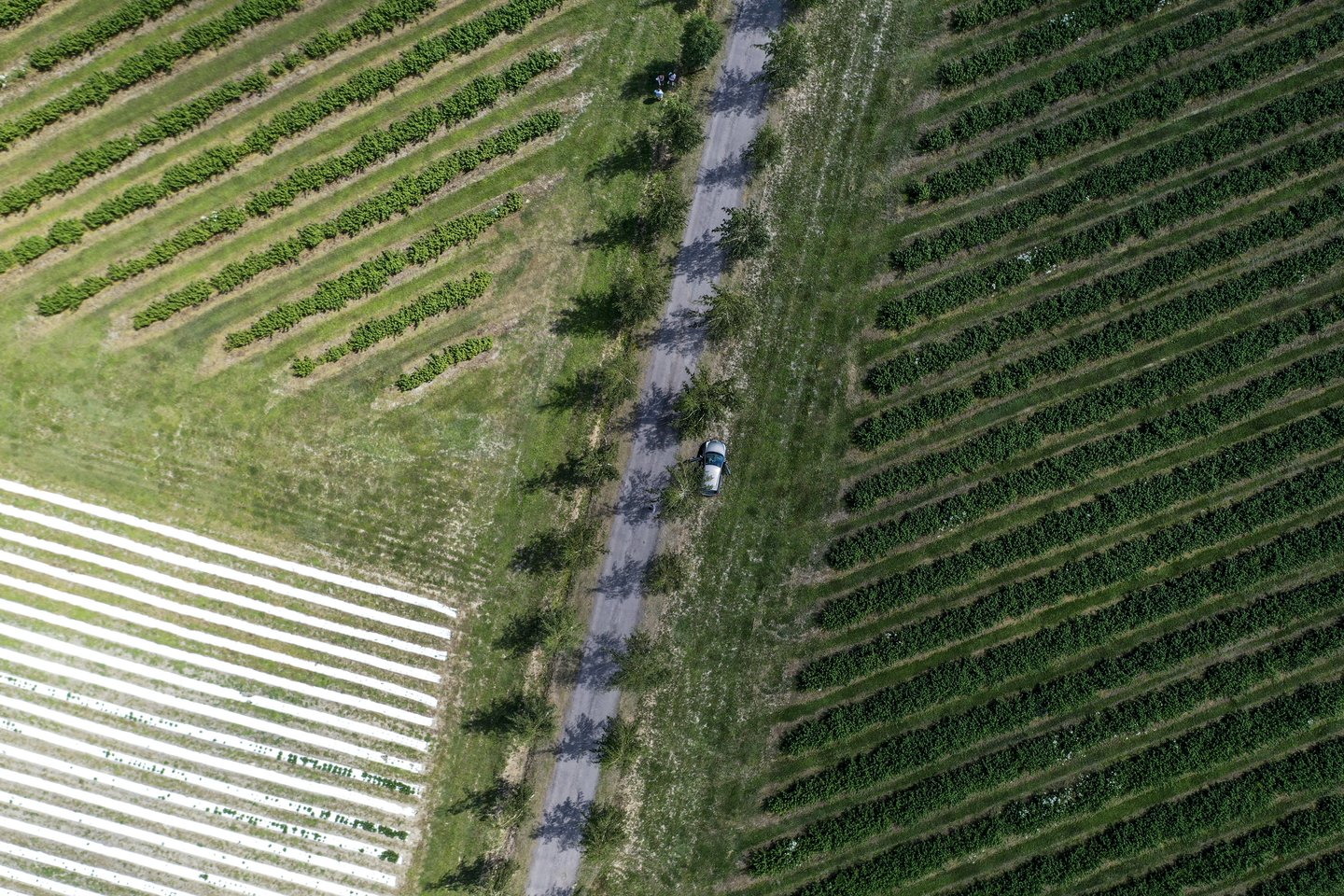 N.Blažys ūkininkauti pradėjo įveisęs 7 ha serbentų.<br>V.Ščiavinsko nuotr.