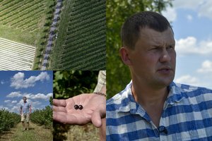 Derlius toks, kad nėra ką skinti, bet ūkininkas rezga planą, kaip išeiti į užsienio rinkas