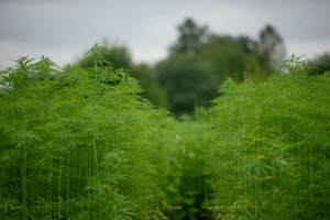 Vyriausybė pritarė pluoštinių kanapių produktų įteisinimui