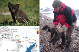 Norvegijoje poliarinę lapę stebėję mokslininkai po 76 dienų aptiko ją Kanadoje