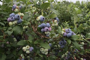 Universalios uogos – šilauogės: ne tik skonis, bet ir grožis