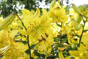 VU botanikos sode Kairėnuose – užburiantys lelijų vaizdai