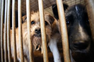 Lietuviškoje prieglaudoje paslaptingai dingsta gyvūnai: 12 beglobių šunų ir tik 4 dienos iki mirties