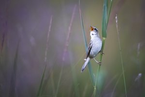 Lietuvoje pastebėta ketvirtadaliu didesnė itin retų paukščių populiacija
