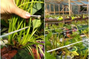 Atlikę tinkamai šį darbą, užtikrinu: kitąmet turėsite puikų braškių derlių