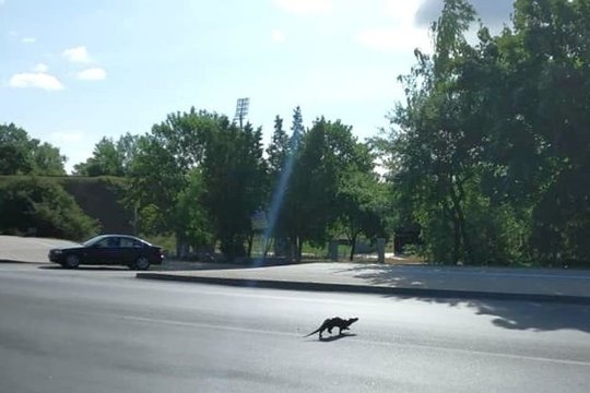 Miesto centre eismą sutrikdė netikėtai išnirusi gyva kliūtis