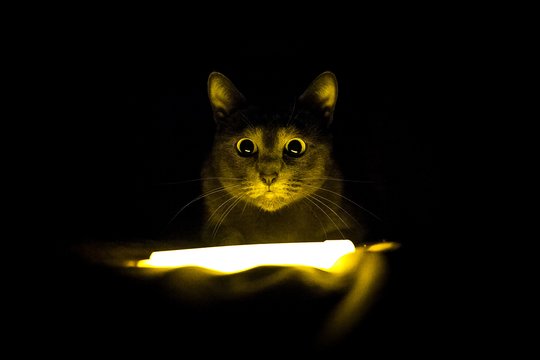 Štai kodėl jūsų katė siautėja naktį: keli paprasti būdai padės ją suvaldyti