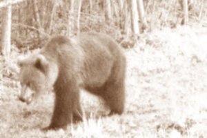 Estijoje į kaimą atėjęs lokys išvarytas į mišką: norėjo medaus