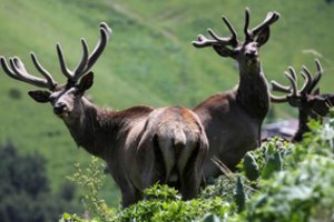 Japonijoje prisiriję plastiko nugaišo devyni elniai