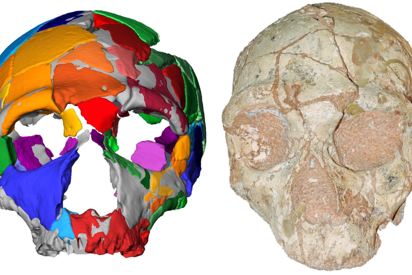 Ši kaukolė yra neginčijamai seniausia iš Europoje rastų šiuolaikinių žmonių liekanų, taip pat senesnė už bet kokias kitas Homo sapiens liekanas, rastas ne Afrikoje.<br>Scanpix/University of Tubingen / SWNS nuotr.
