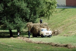 Primena, kada baigsis šienavimo terminas