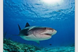 Viduržemio jūros rykliams gresia išnykti