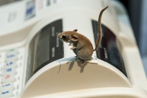 Supaprastintos naudojimosi kasos aparatu taisyklės