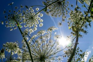 Ragina atsitokėti: Sosnovskio barščiai jau lipa per langus, o mes vis žaidžiame