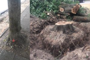 Vilnietė pasibaisėjo savivaldybės veiksmais: nelikus medžių, atsivers nemalonūs vaizdai